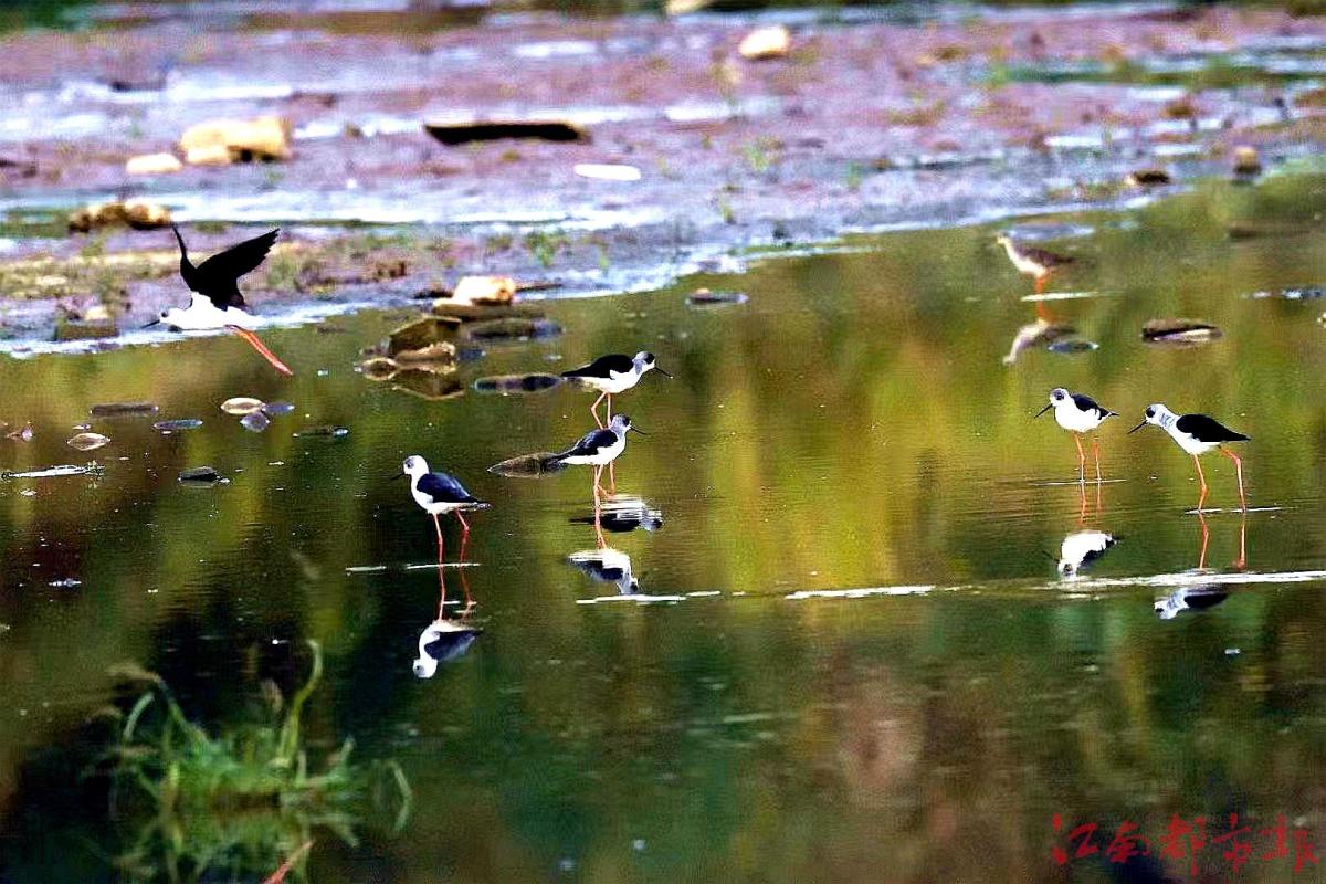 鳥界“名?！薄八掀鹞琛?>
<h3>鳥界“名?！薄八掀鹞琛?/h3>
</a>
</li>
<li>
<a href=
